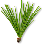 Lärchennadeln Lärchennadeln